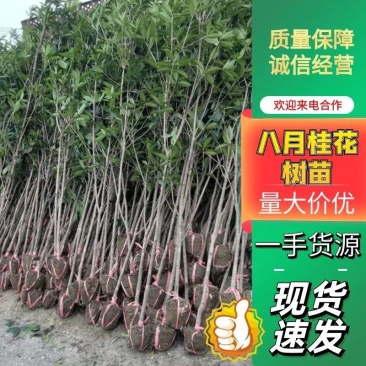 桂花树金桂丹桂八月桂1公分2公分3公分4公分5公分