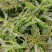 大量莴笋上市