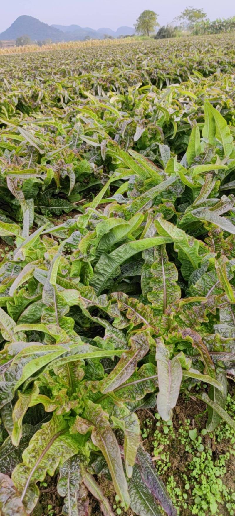 大量莴笋上市