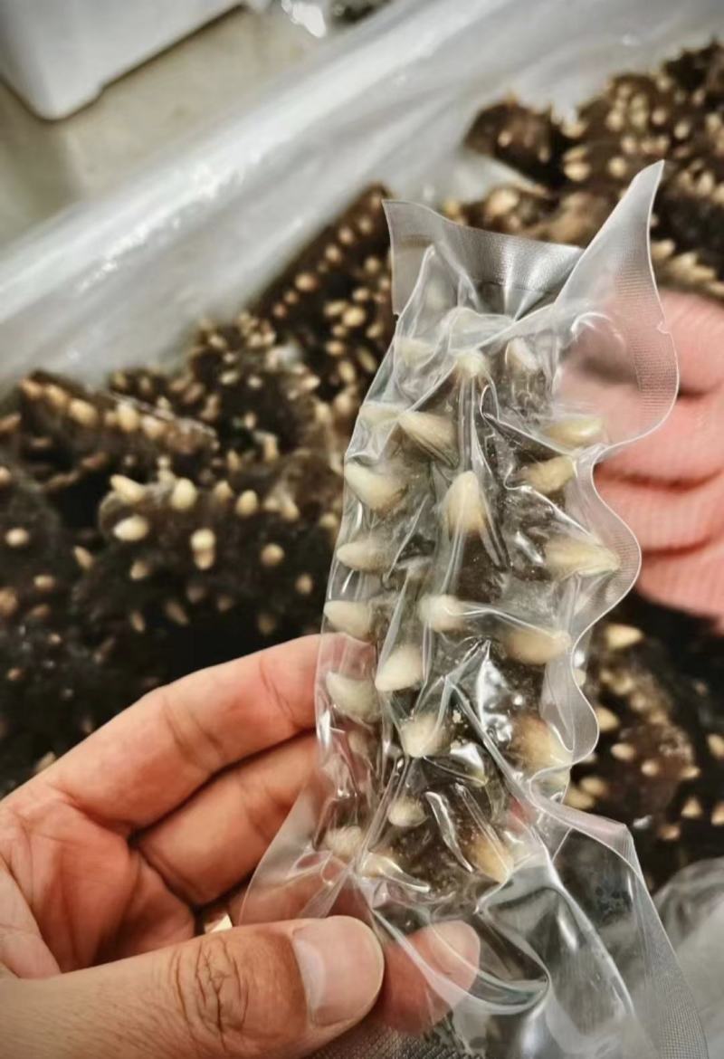 海参一件可发大量供应纯大连海参欢迎电话联系