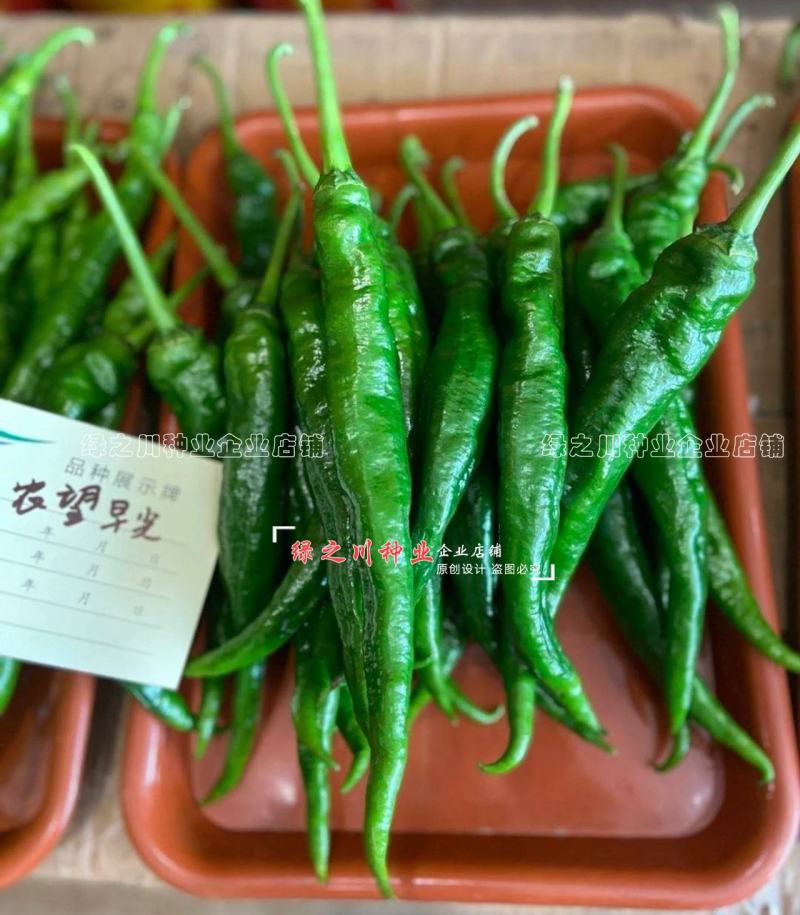 农望早尖辣椒种子皮薄味辣早熟羊角椒种子香鲜味好鲜食特好吃