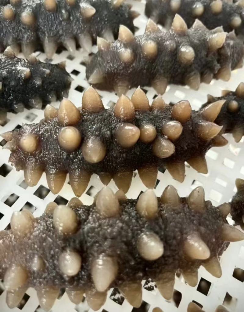 海参大量现货欢迎电话联系一件可发即食量大从优
