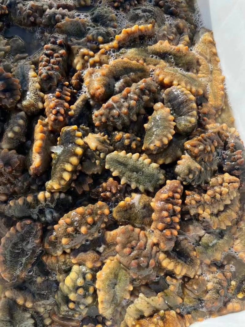 海参大量现货欢迎电话联系一件可发即食量大从优