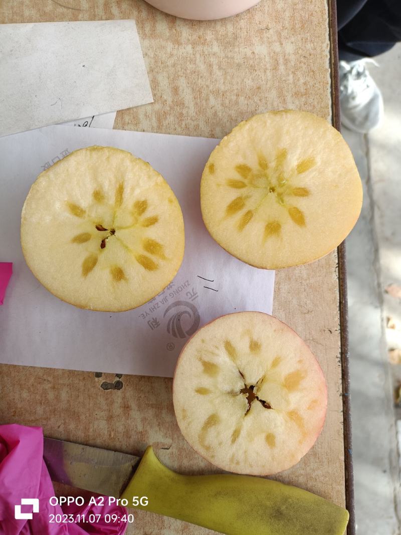 纸加膜冰糖心苹果大量现货供应中