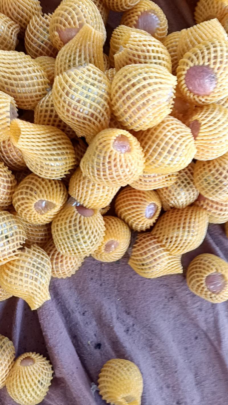 纸加膜冰糖心苹果大量现货供应中