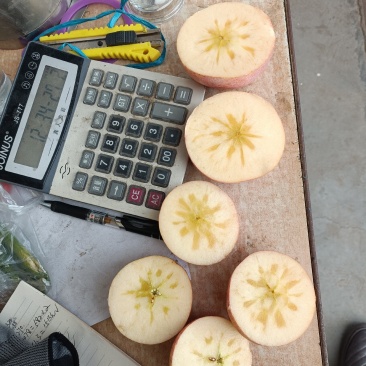 纸加膜冰糖心苹果大量现货供应中