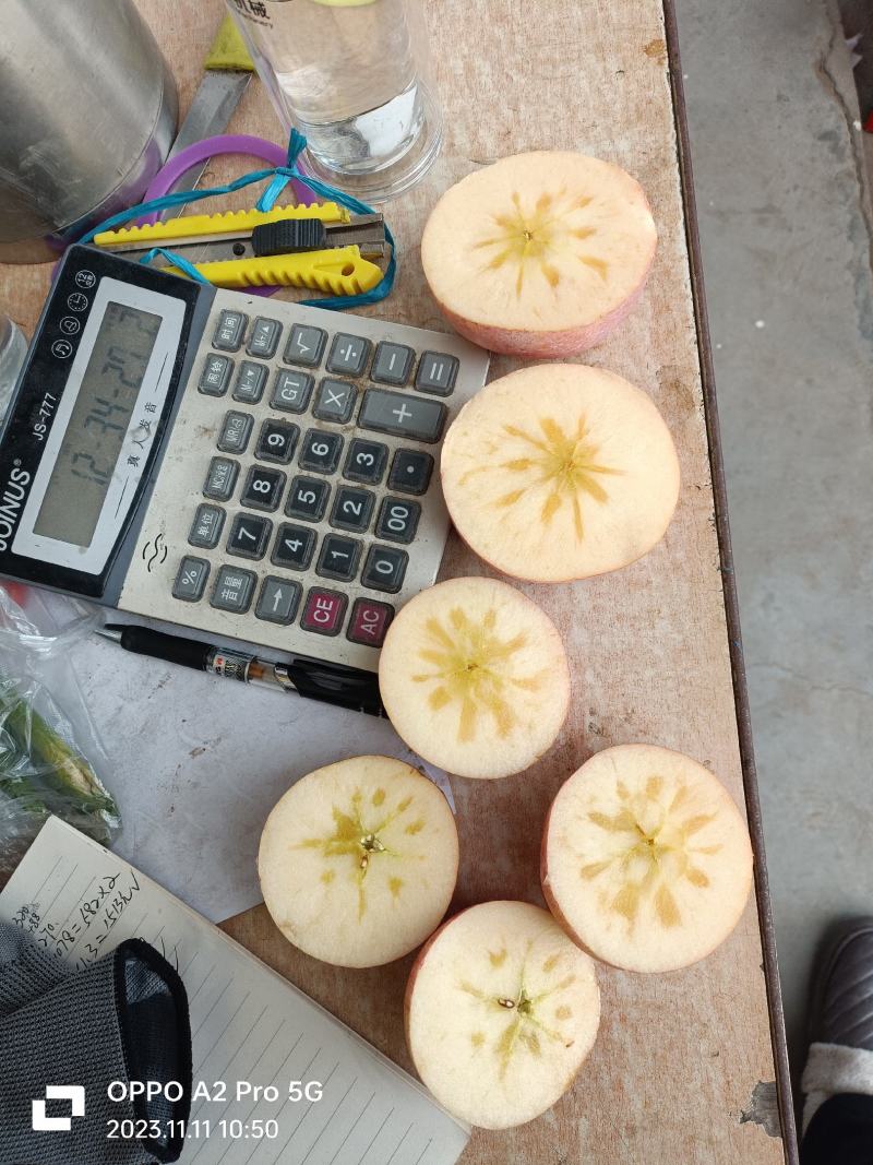 纸加膜冰糖心苹果大量现货供应中