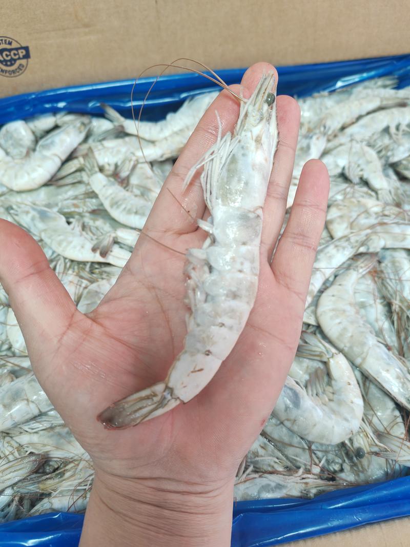 青虾，大虾，冻虾，白虾，大板虾，欧玛莎大虾，有信大板虾。