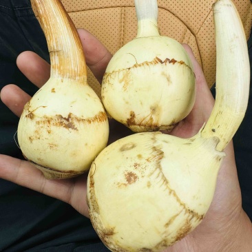 1000亩云南茨菇，自产自销