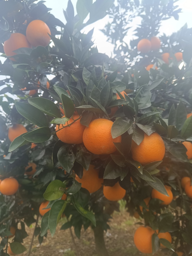 【实力】重庆奉节脐橙福本脐橙大量上市，皮溥化查，货源充足