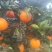 【实力】重庆奉节脐橙福本脐橙大量上市，皮溥化查，货源充足