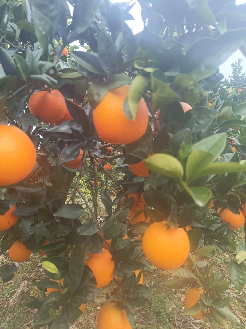 【实力】重庆奉节脐橙福本脐橙大量上市，皮溥化查，货源充足