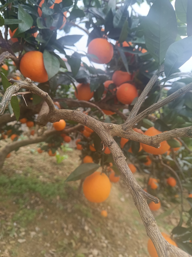 【实力】重庆奉节脐橙福本脐橙大量上市，皮溥化查，货源充足