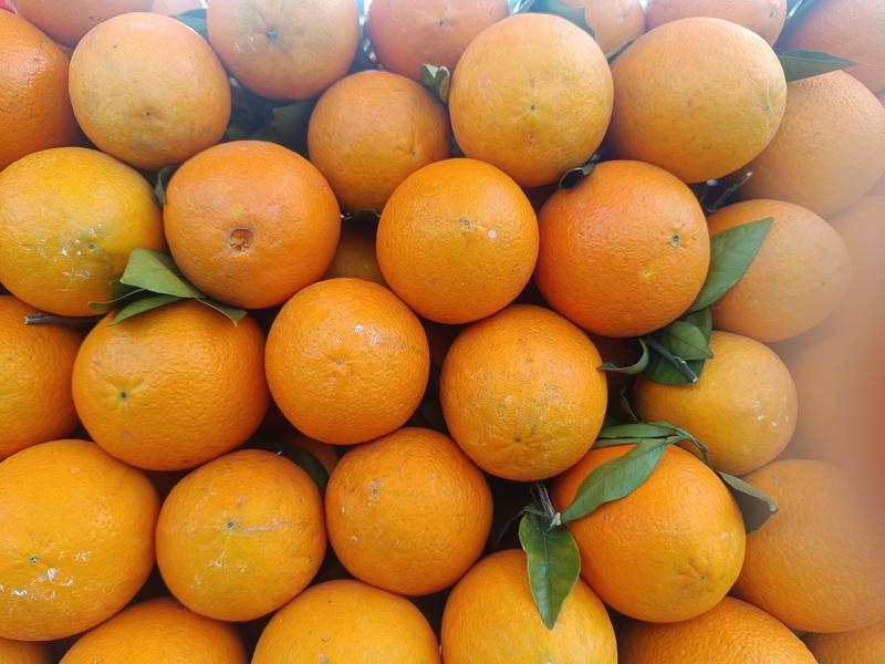 【实力】重庆奉节脐橙福本脐橙大量上市，皮溥化查，货源充足