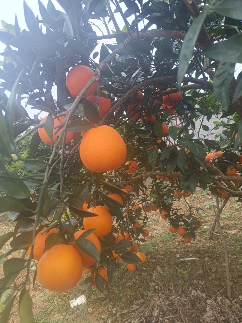 【实力】重庆奉节脐橙福本脐橙大量上市，皮溥化查，货源充足