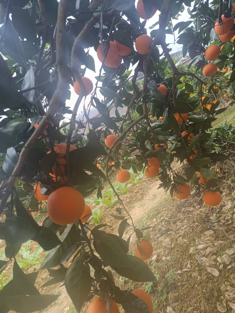 【实力】重庆奉节脐橙福本脐橙大量上市，皮溥化查，货源充足