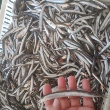 沙尖鱼