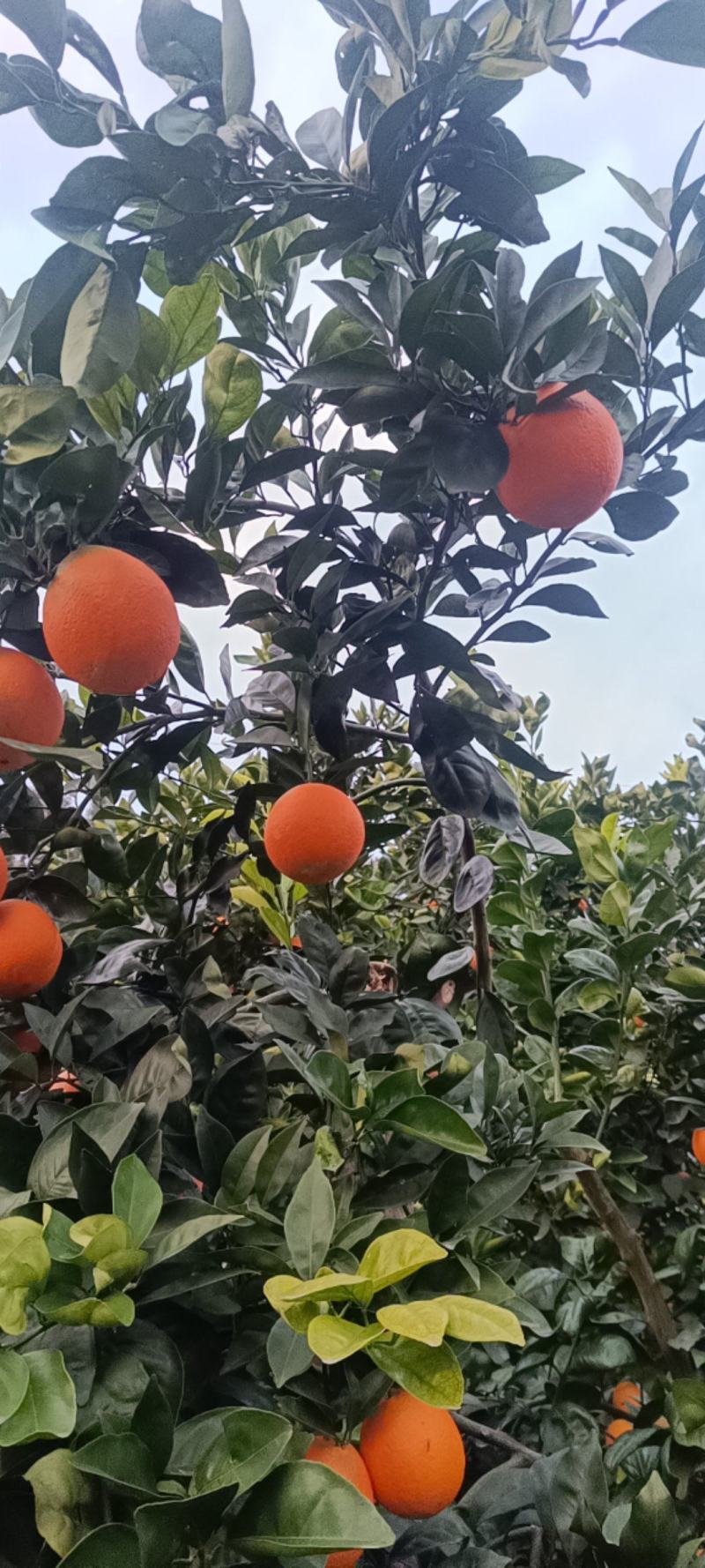 【实力】重庆奉节脐橙福本脐橙大量上市，皮溥化查，货源充足