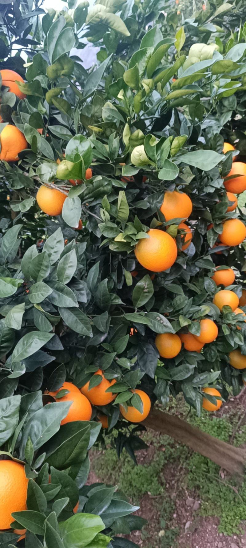 【实力】重庆奉节脐橙福本脐橙大量上市，皮溥化查，货源充足