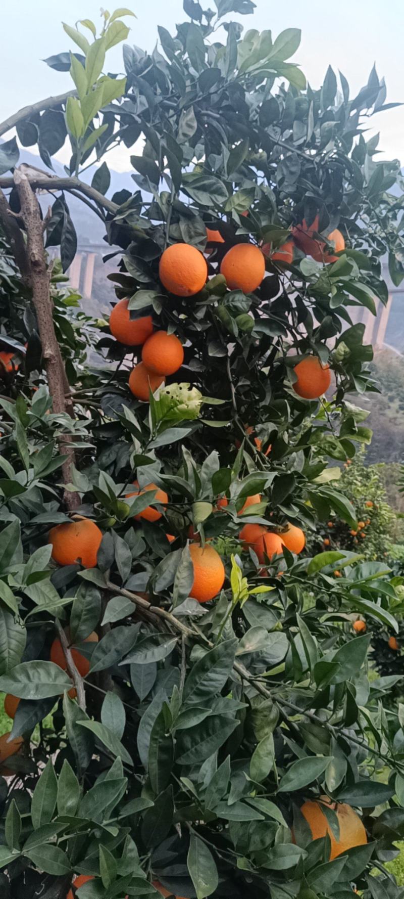 【实力】重庆奉节脐橙福本脐橙大量上市，皮溥化查，货源充足