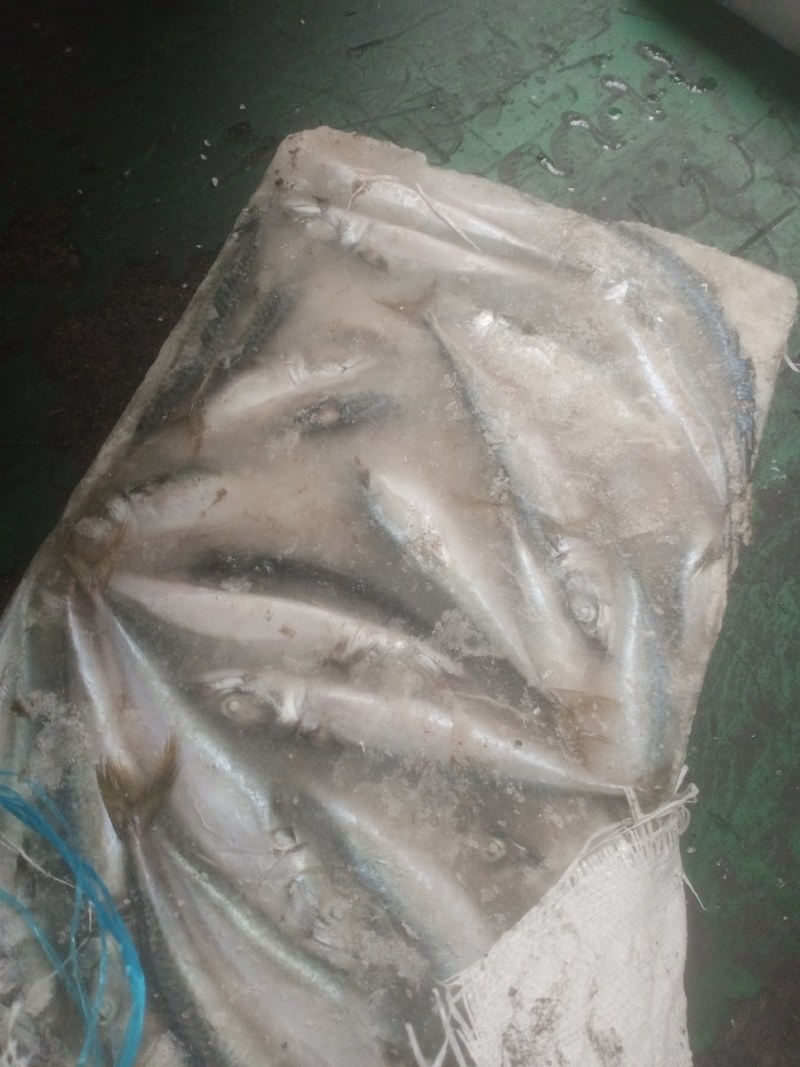 鲐鲅鱼