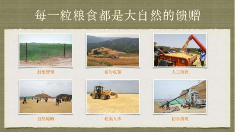 山西乡宁旱地旱作有机小麦(长6990)货源充足基地直发