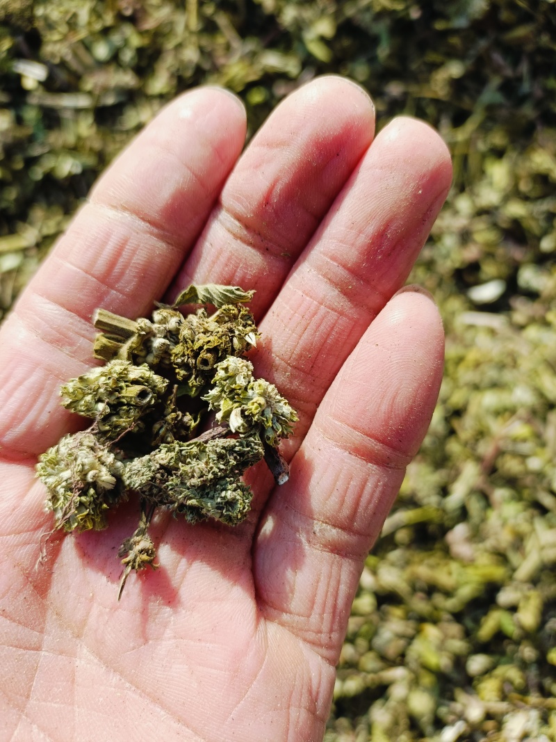 毛蕊花，中药材毛蕊花供应，质量保证欢迎咨询购买！