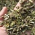 毛蕊花，中药材毛蕊花供应，质量保证欢迎咨询购买！