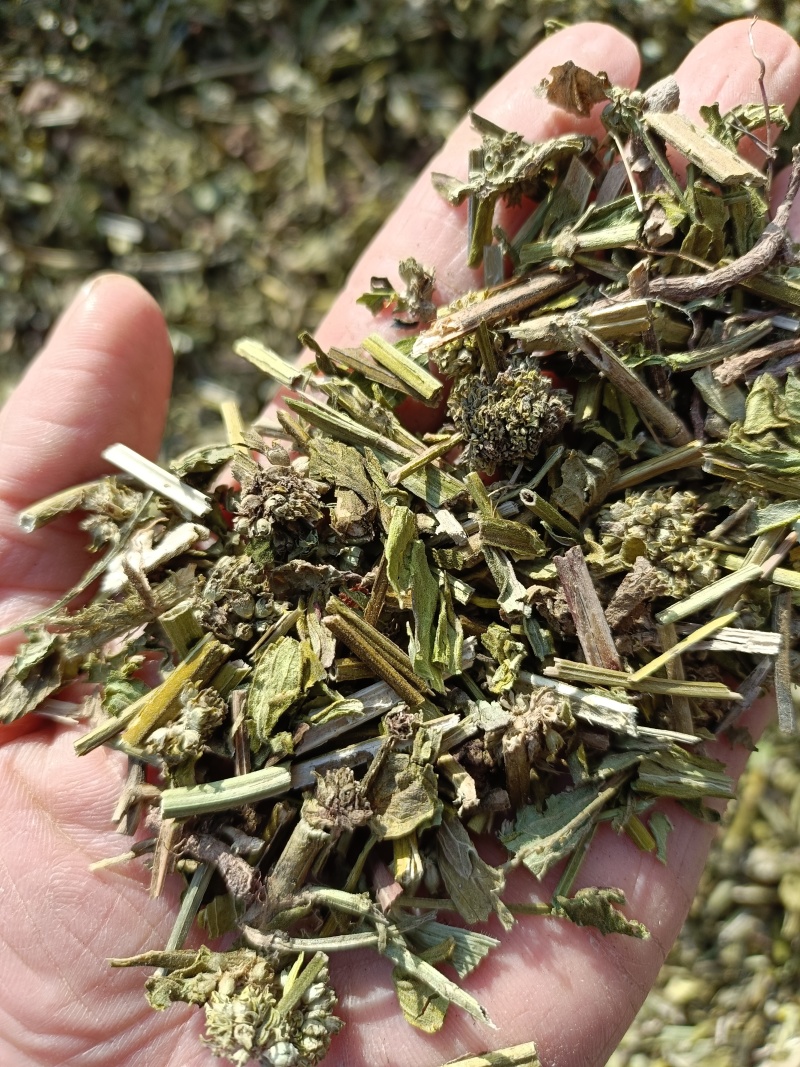 毛蕊花，中药材毛蕊花供应，质量保证欢迎咨询购买！