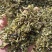 毛蕊花，中药材毛蕊花供应，质量保证欢迎咨询购买！