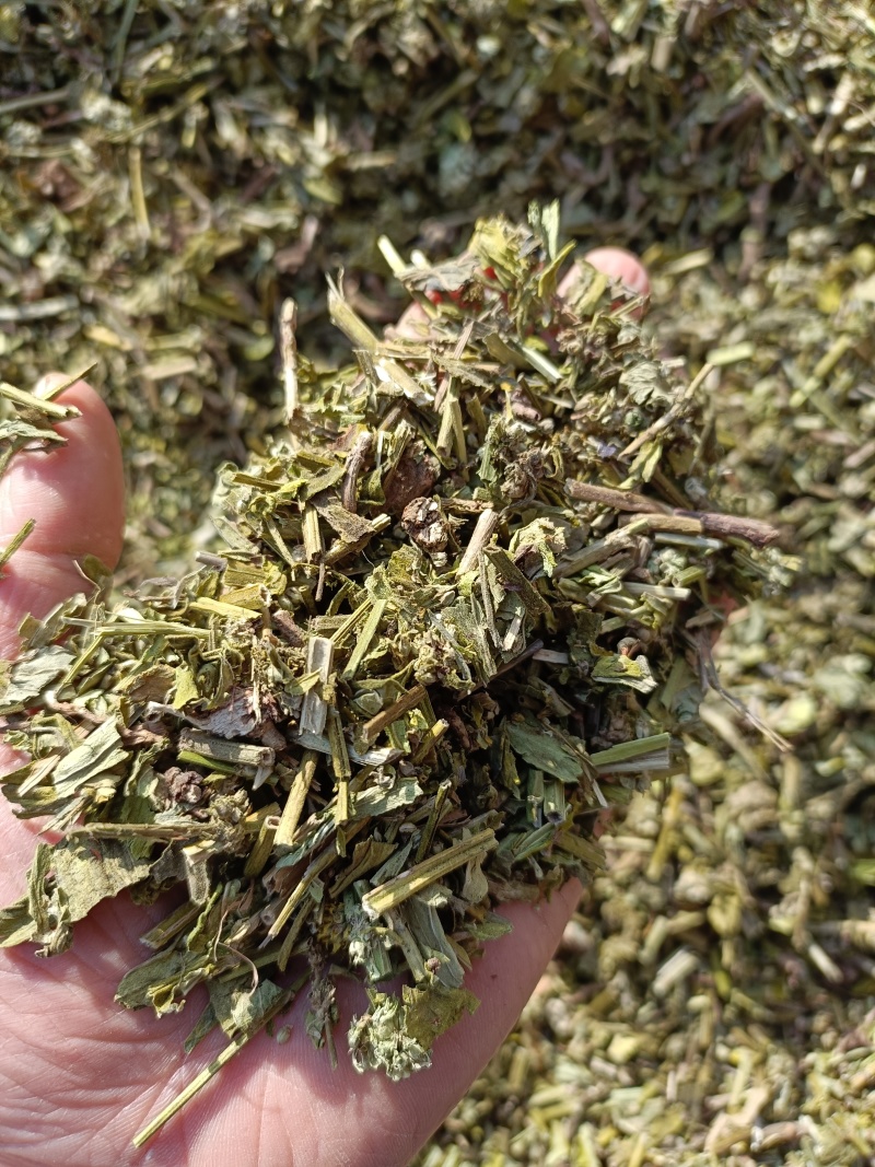 毛蕊花，中药材毛蕊花供应，质量保证欢迎咨询购买！
