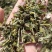 毛蕊花，中药材毛蕊花供应，质量保证欢迎咨询购买！