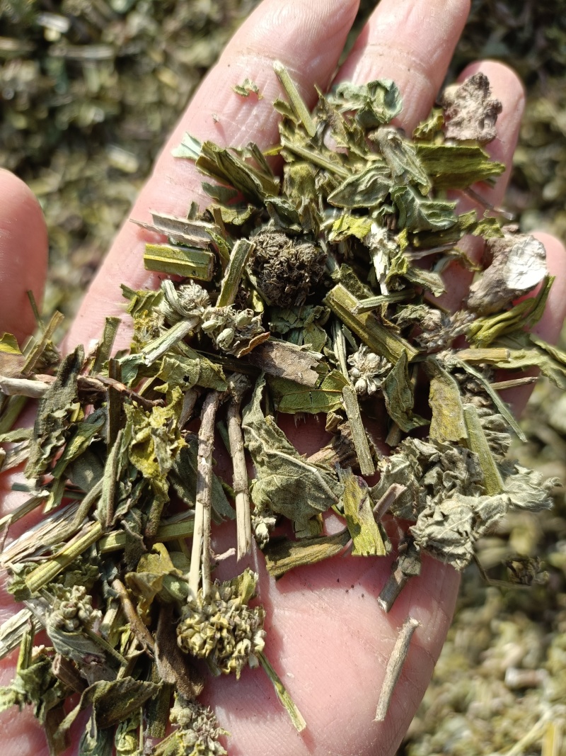 毛蕊花，中药材毛蕊花供应，质量保证欢迎咨询购买！