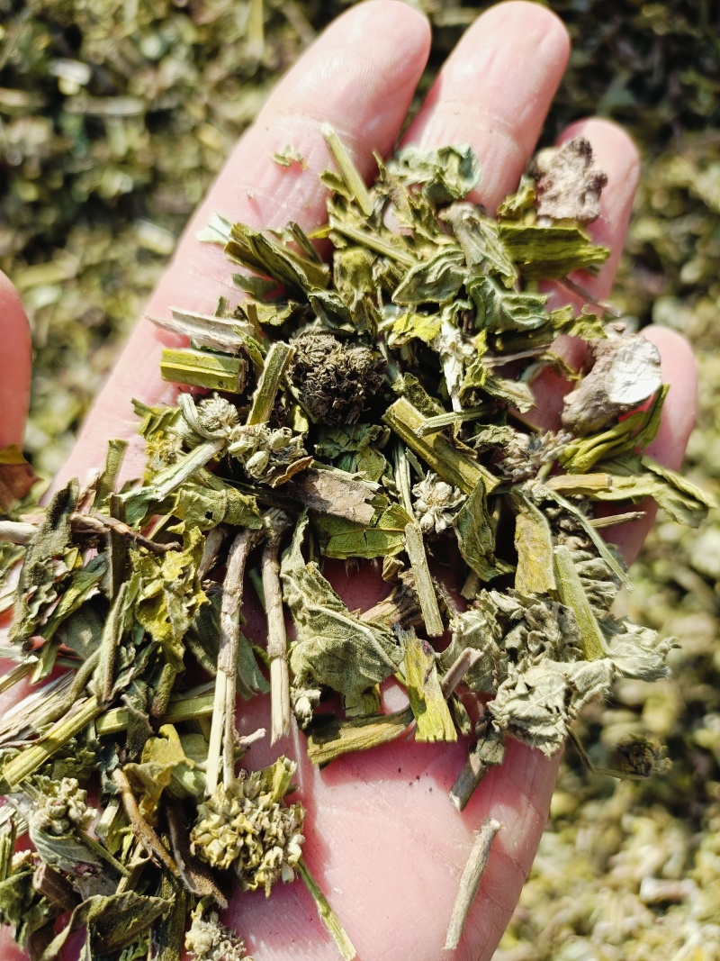 毛蕊花，中药材毛蕊花供应，质量保证欢迎咨询购买！