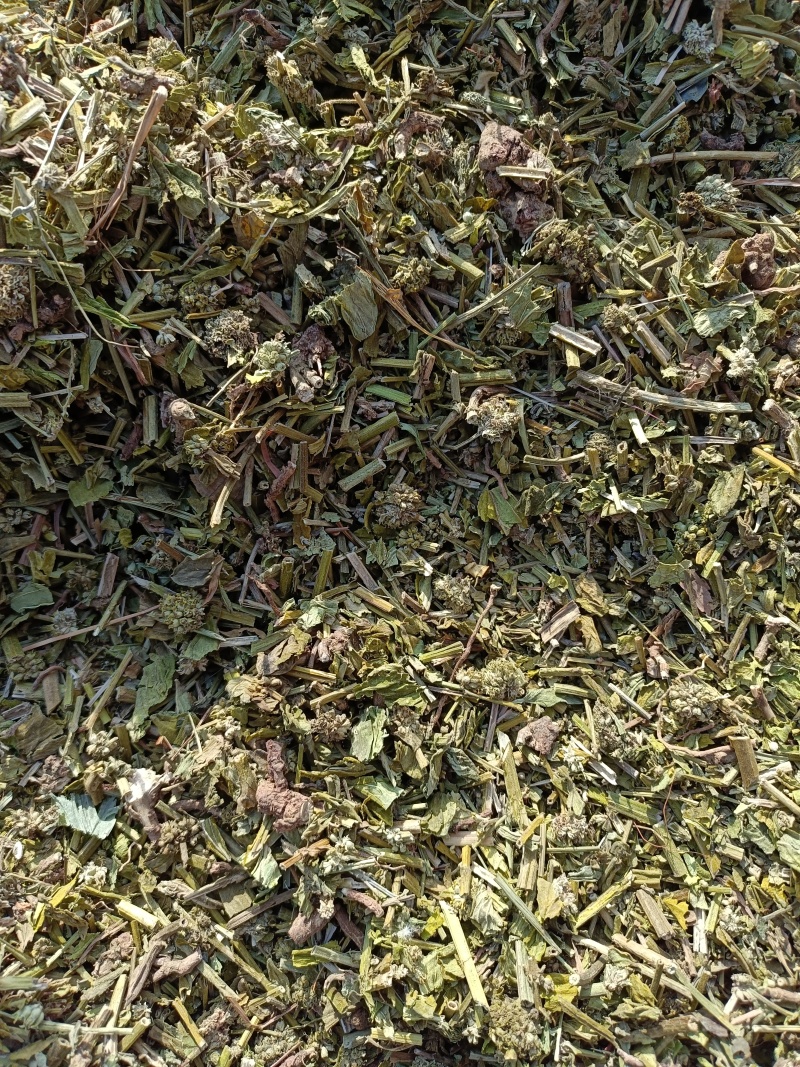 毛蕊花，中药材毛蕊花供应，质量保证欢迎咨询购买！