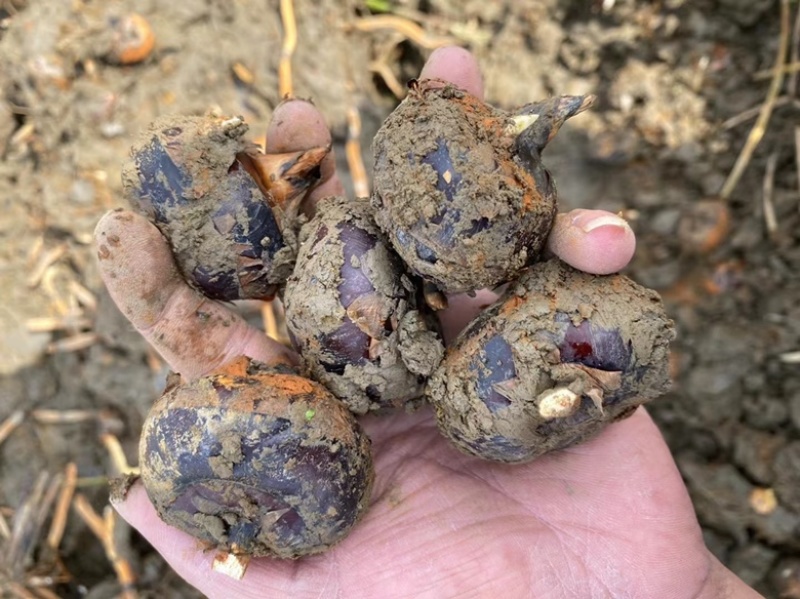 广西贺州马蹄大量上市价格便宜欢迎有需要的老板联系