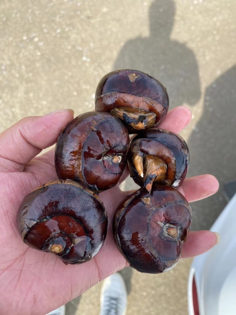 广西贺州马蹄大量上市价格便宜欢迎有需要的老板联系