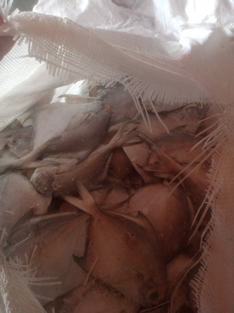 鲳鱼
