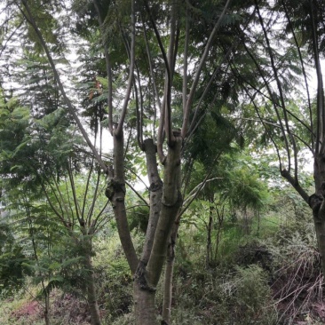 蓝花楹大量现货价格好商量欢迎来当地考察可以电话联