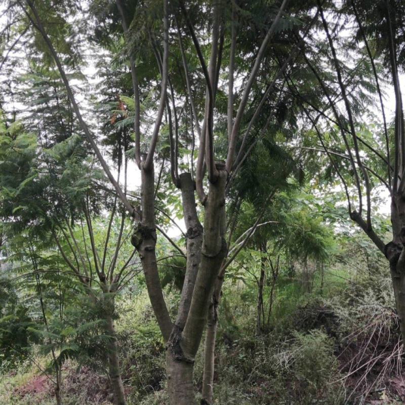 蓝花楹大量现货价格好商量欢迎来当地考察可以电话联