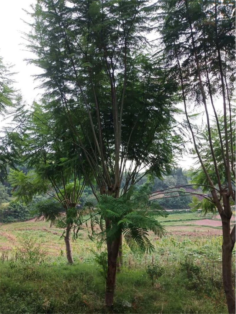 蓝花楹大量现货价格好商量欢迎来当地考察可以电话联