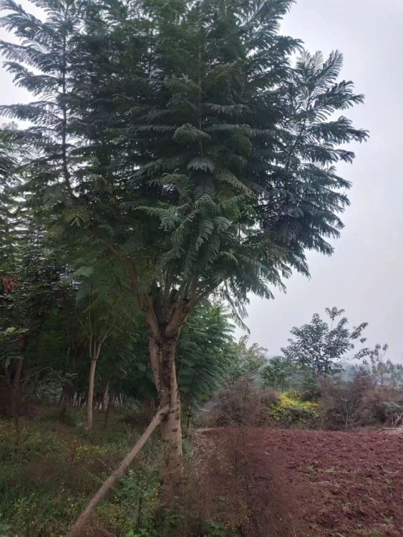 蓝花楹大量现货价格好商量欢迎来当地考察可以电话联