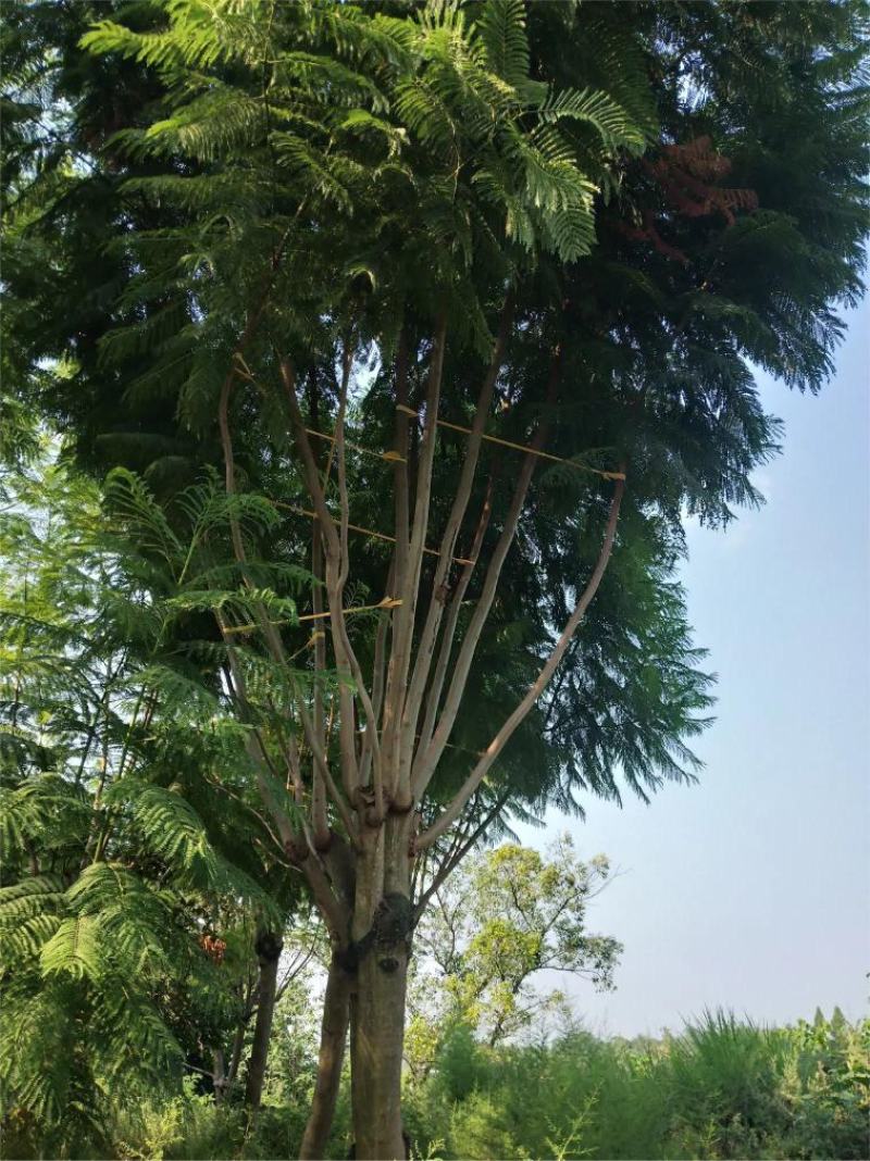 蓝花楹大量现货价格好商量欢迎来当地考察可以电话联