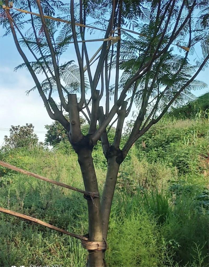 蓝花楹大量现货价格好商量欢迎来当地考察可以电话联