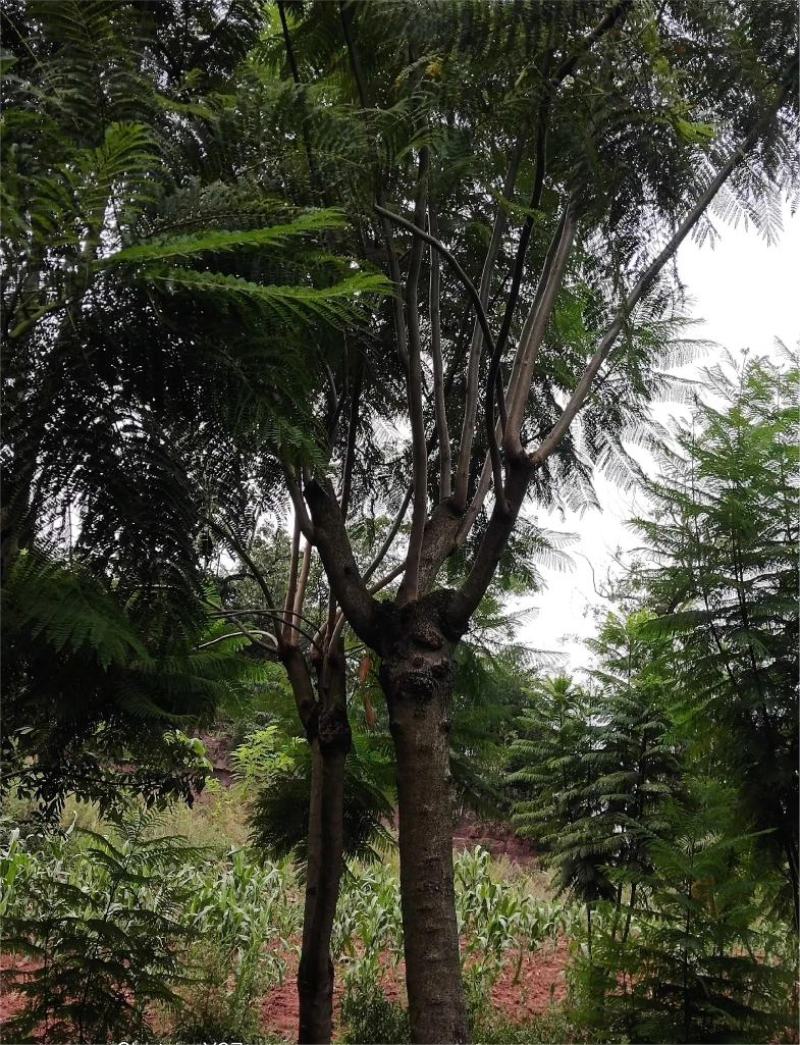 蓝花楹大量现货价格好商量欢迎来当地考察可以电话联