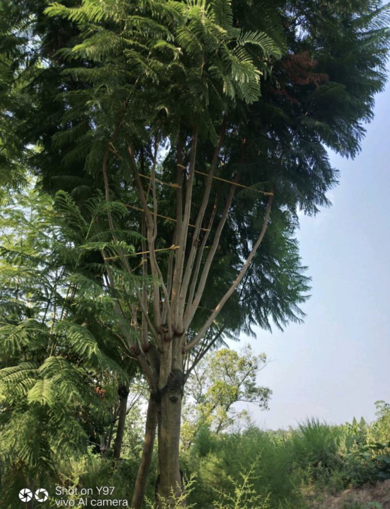 蓝花楹大量现货价格好商量欢迎来当地考察可以电话联