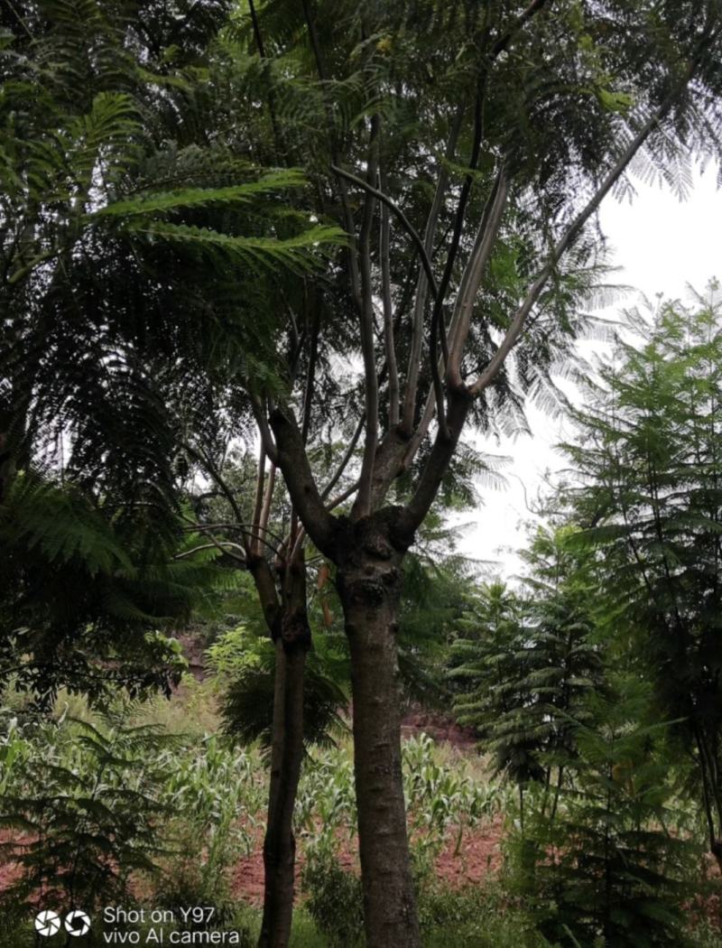 蓝花楹大量现货价格好商量欢迎来当地考察可以电话联