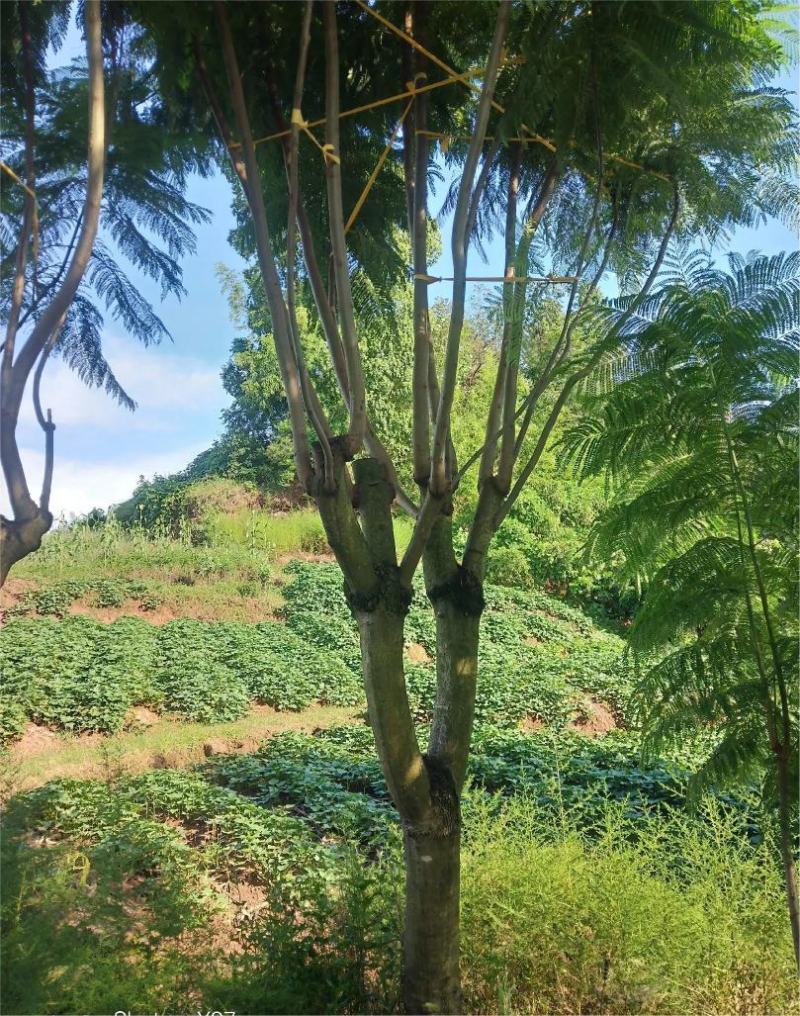 蓝花楹大量现货价格好商量欢迎来当地考察可以电话联