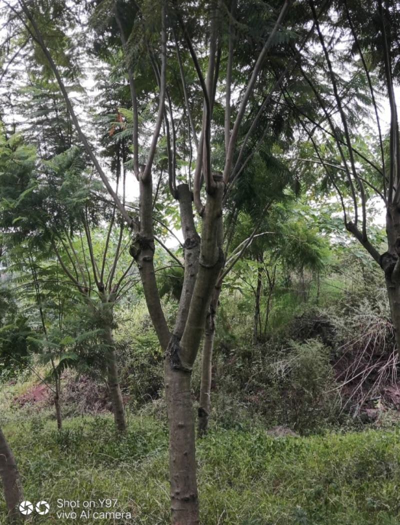 蓝花楹大量现货价格好商量欢迎来当地考察可以电话联