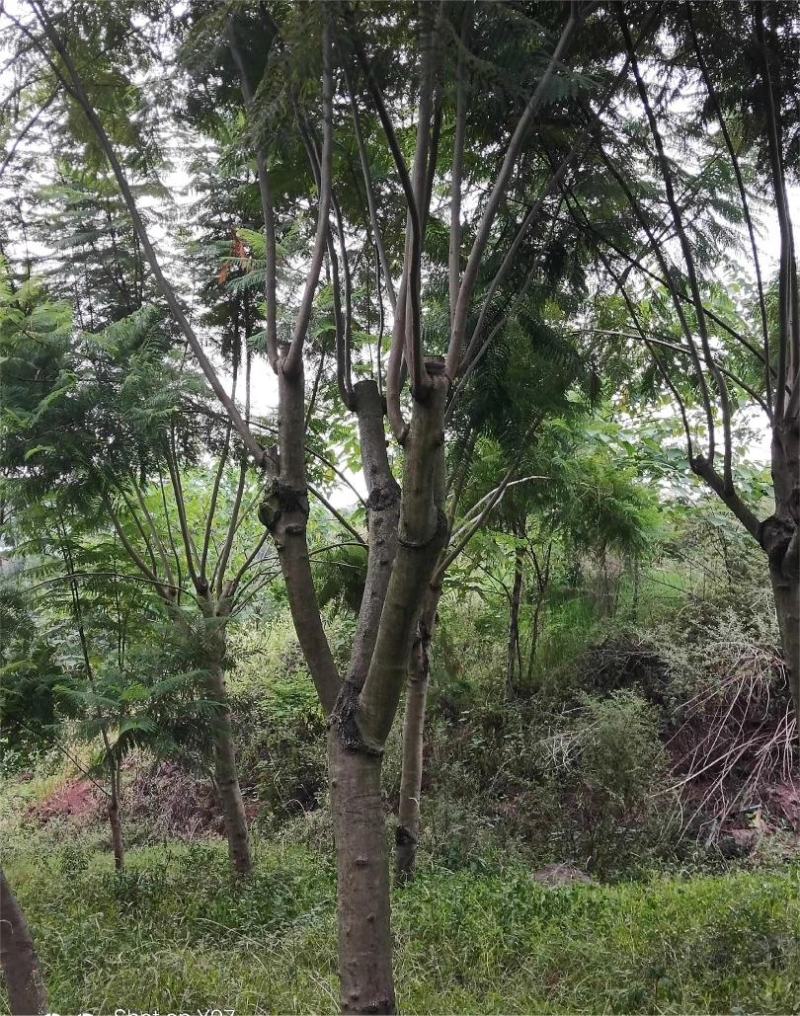 蓝花楹自留地种植价格可以再商议量大从优电话联系